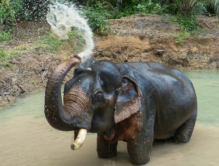 Somboon the elephant in Khao Sok, southern Thailand